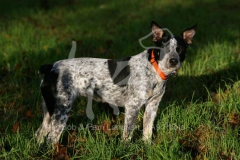 Australian Heeler