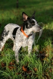 Australian Heeler