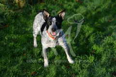 Australian Heeler