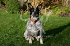 Australian Heeler