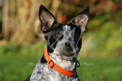 Australian Heeler