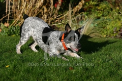 Australian Heeler