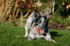 Australian Heeler