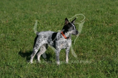 Australian Heeler