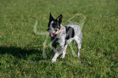 Australian Heeler