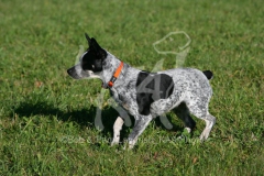 Australian Heeler