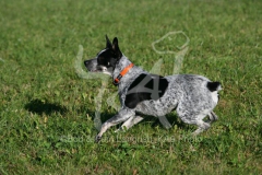 Australian Heeler