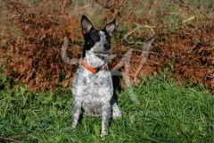 Australian Heeler