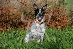 Australian Heeler