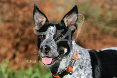 Australian Heeler