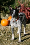 Australian Heeler