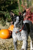 Australian Heeler