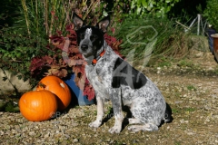 Australian Heeler