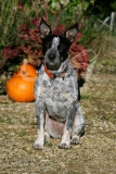 Australian Heeler