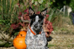 Australian Heeler