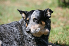 Australian Heeler