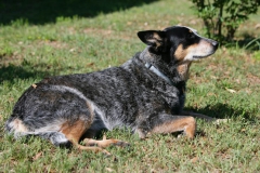 Australian Heeler