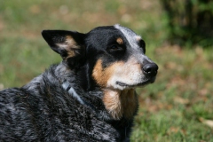 Australian Heeler