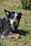 Australian Heeler