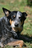 Australian Heeler