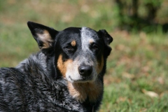 Australian Heeler