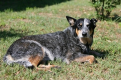 Australian Heeler