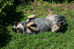 Australian Heeler