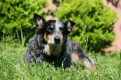 Australian Heeler