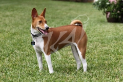 Basenji