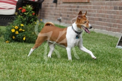 Basenji