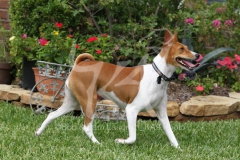 Basenji