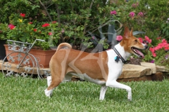 Basenji