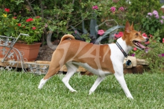 Basenji