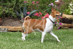 Basenji,  Congo Dog,  Congo Terrier,  Tan and white,  Trotting,  Looking up,  Alert,  Panting,  Flowers