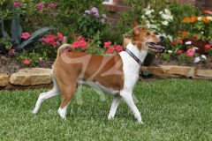 Basenji,  Congo Dog,  Congo Terrier,  Tan and white,  Walking,  Looking up,  Alert,  Panting,  Flowers