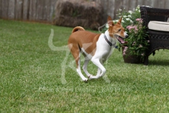 Basenji,  Congo Dog,  Congo Terrier,  Tan and white,  Running,  Action,  Panting,  Garden seat,  Flowers