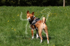 Basenji,  Congo Dog,  Congo Terrier,  Standing looking back at camera,  Alert,  Harness