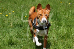 Basenji,  Congo Dog,  Congo Terrier,  Walking to camera,  Alert,  Harness