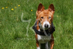 Basenji,  Congo Dog,  Congo Terrier,  Head and shoulders,  Walking to camera,  Alert,  Harness