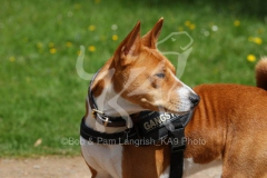 Basenji,  Congo Dog,  Congo Terrier,  Head and shoulders,  Looking back,  Alert,  Harness