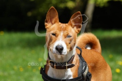 Basenji,  Congo Dog,  Congo Terrier,  Headshot,  Looking at camera,  Alert,  Harness