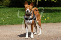 Basenji,  Congo Dog,  Congo Terrier,  Standing on path,  Looking at camera,  Alert,  Harness