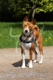 Basenji,  Congo Dog,  Congo Terrier,  Standing on path,  Looking at camera,  Head cocked,  Alert,  Harness,  Portrait