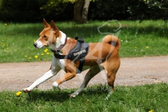 Basenji,  Congo Dog,  Congo Terrier,  Running,  Action,  Alert,  Harness