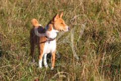 Basenji,  Congo Dog,  Congo Terrier,  Standing in long grass,  Looking to the side,  Alert