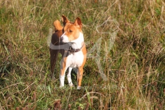 Basenji,  Congo Dog,  Congo Terrier,  Standing in long grass,  Alert