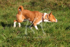 Basenji,  Congo Dog,  Congo Terrier,  Running,  Action,  Alert