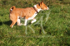 Basenji,  Congo Dog,  Congo Terrier,  Running,  Action,  Alert