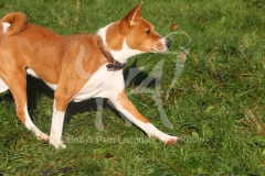 Basenji,  Congo Dog,  Congo Terrier,  Head and front legs,  Trotting,  Alert