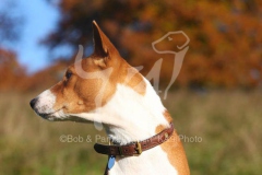 Basenji,  Congo Dog,  Congo Terrier,  Headshot,  Looking to the side,  Alert,  Autumn